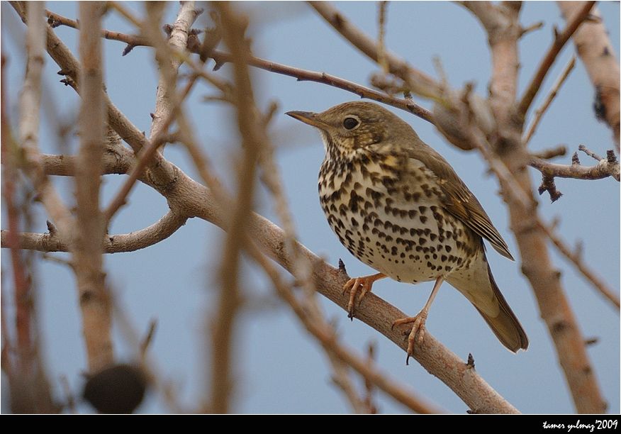 Song Thrush