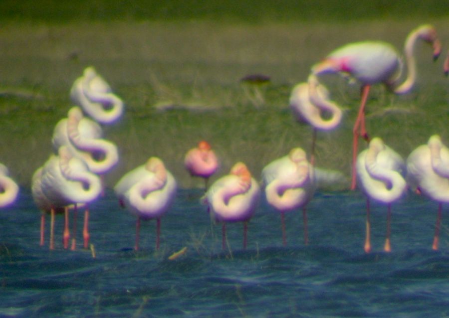 Lesser Flamingo