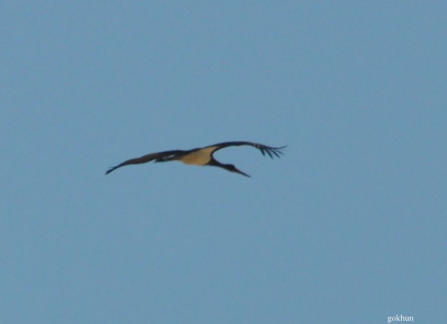 Black Stork