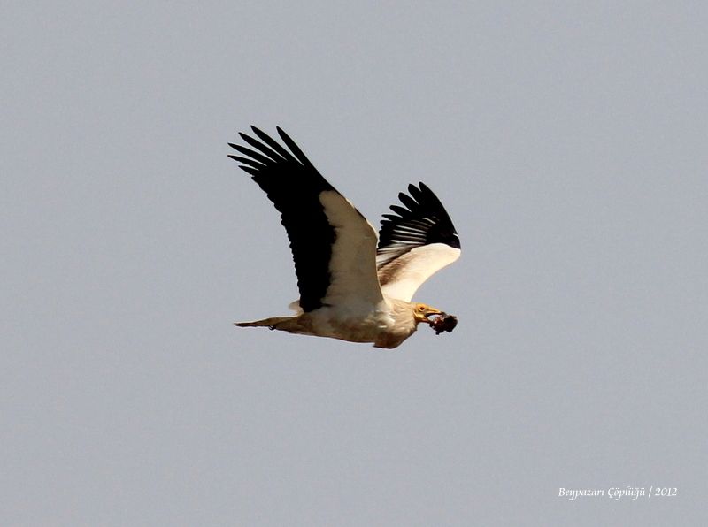 Egyptian Vulture