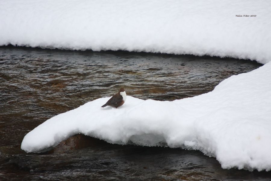 White-throated Dipper