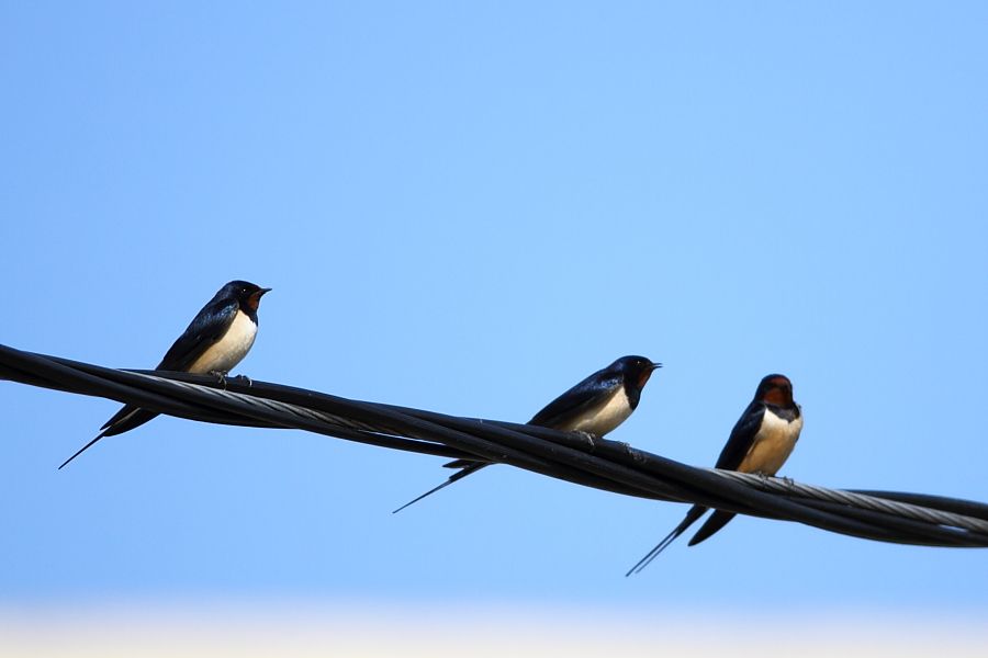 Barn Swallow