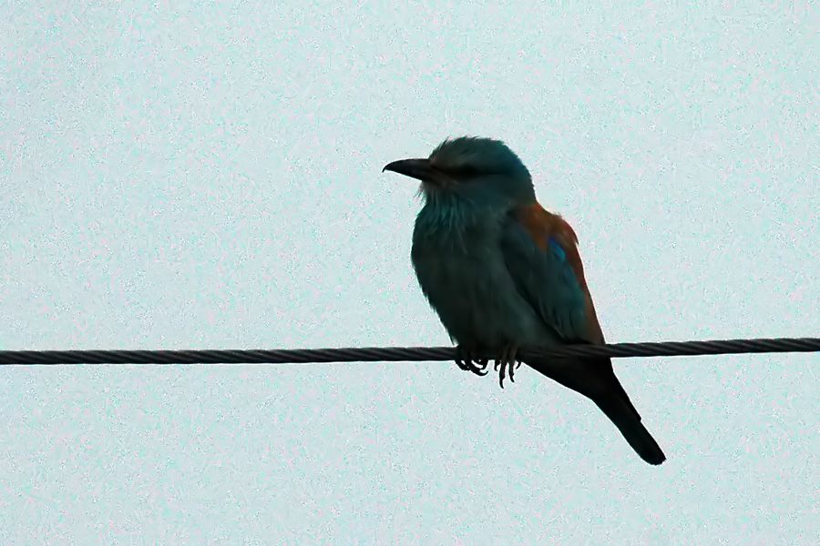 European Roller