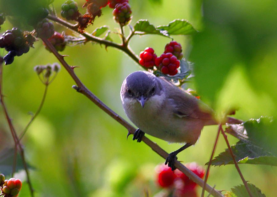 Lesser Whitethroat