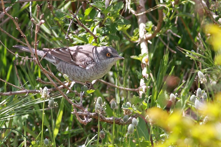 Barred Warbler