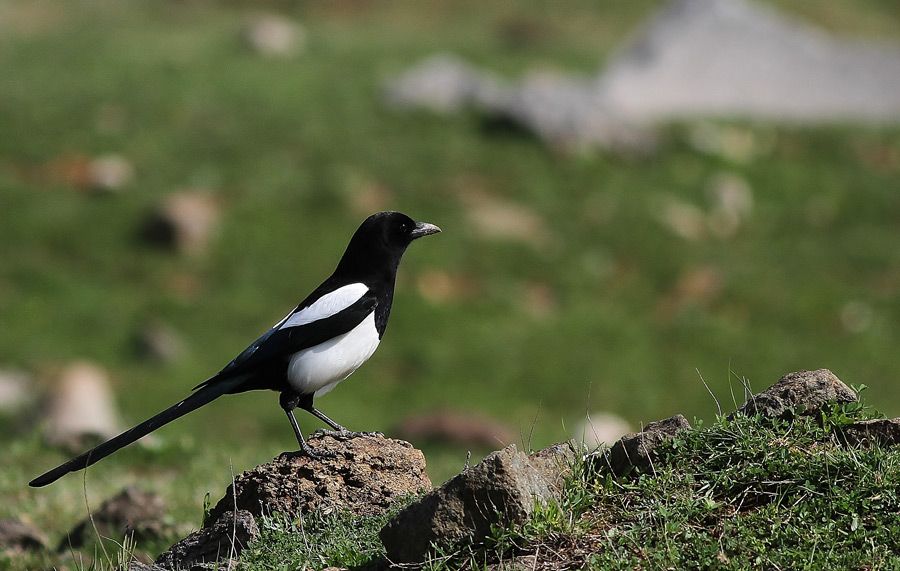 Eurasian Magpie