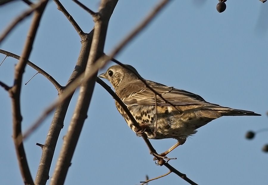 Mistle Thrush