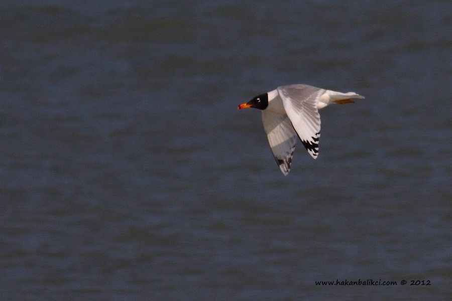 Pallas`s Gull