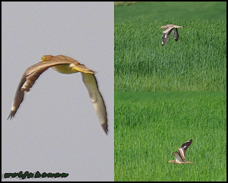 Eurasian Stone-curlew