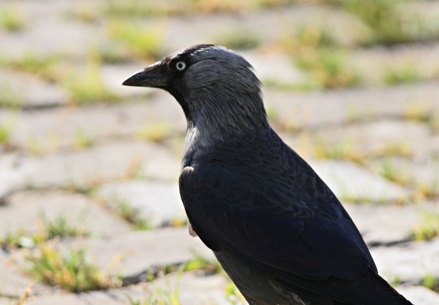 Western Jackdaw