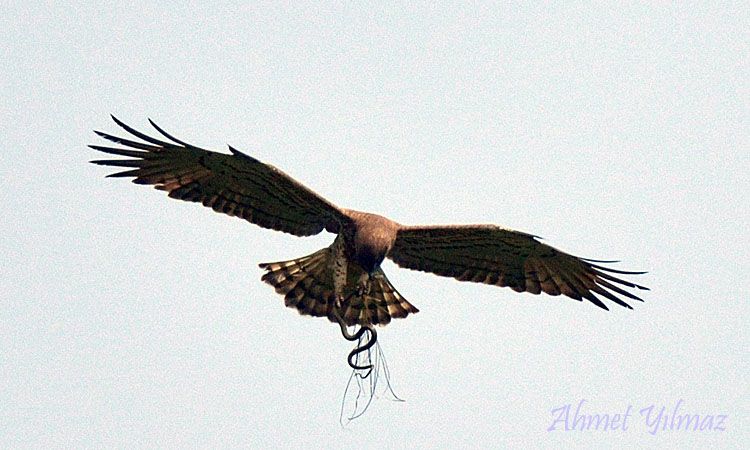 Short-toed Snake Eagle