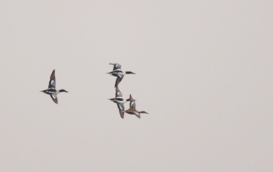 Northern Shoveler
