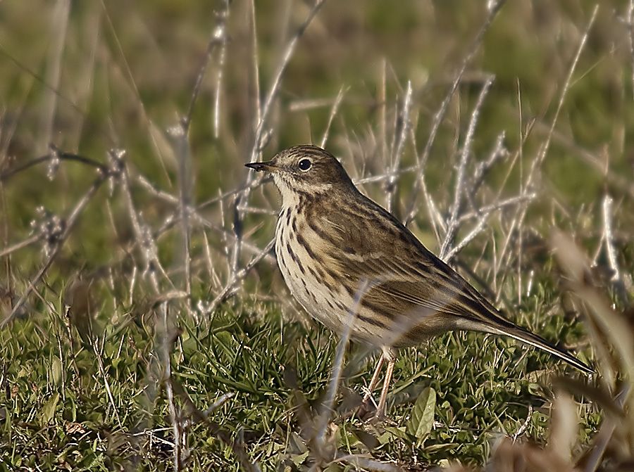 Meadow Pipit