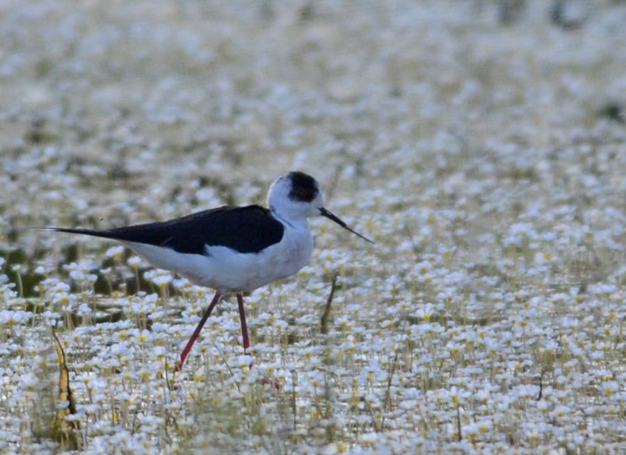 Black-winged Stilt