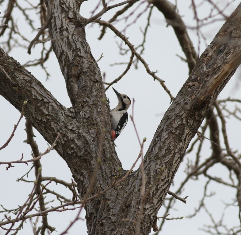 Syrian Woodpecker