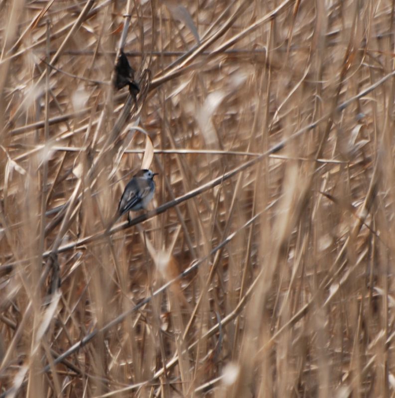 White Wagtail