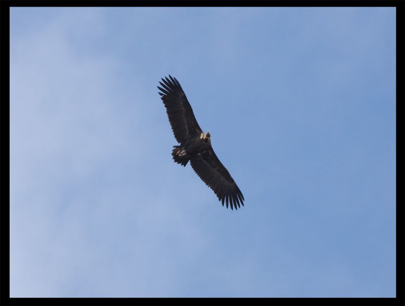 Cinereous Vulture