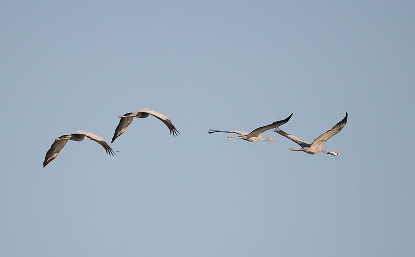 Common Crane