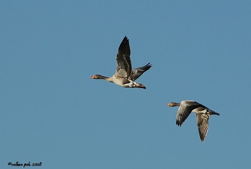 Greylag Goose