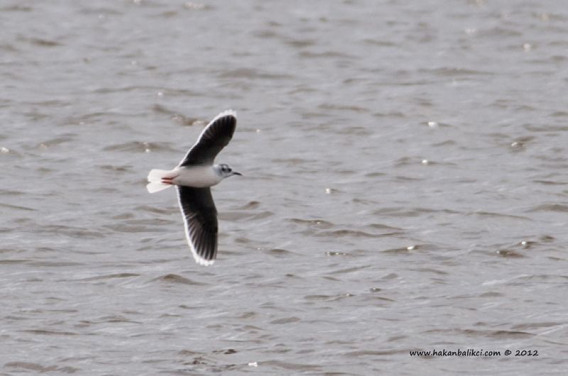 Little Gull
