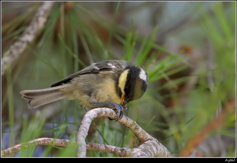 Coal Tit