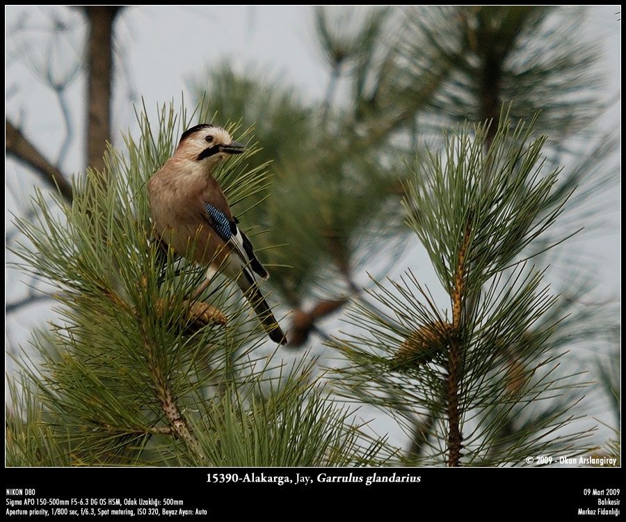Eurasian Jay