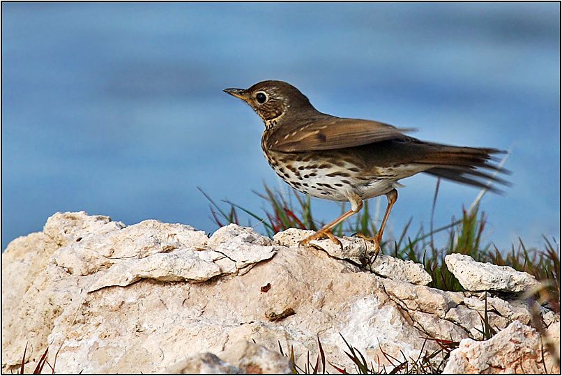 Song Thrush