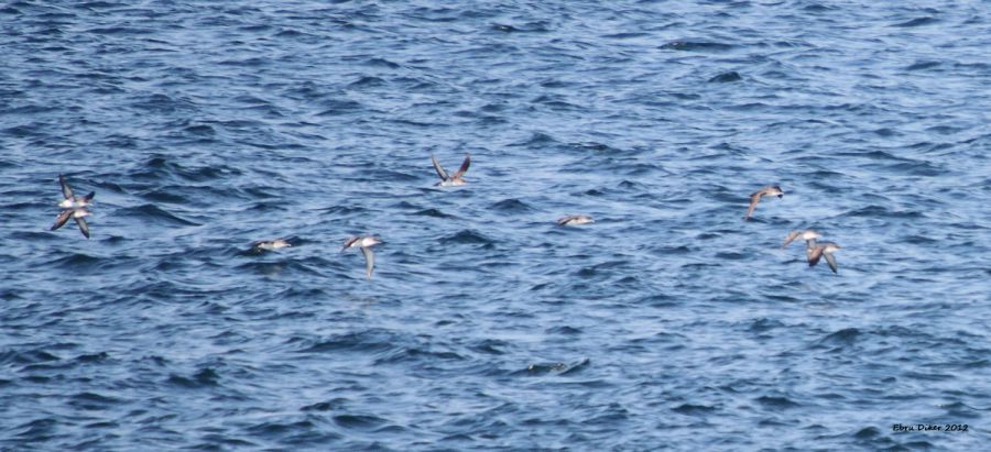 Yelkouan Shearwater