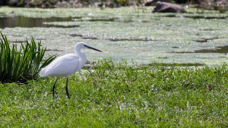 Little Egret