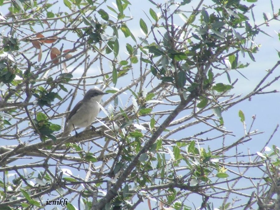 Lesser Whitethroat