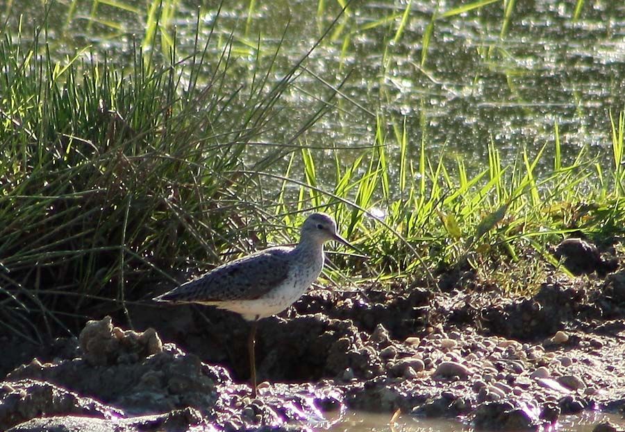 Marsh Sandpiper
