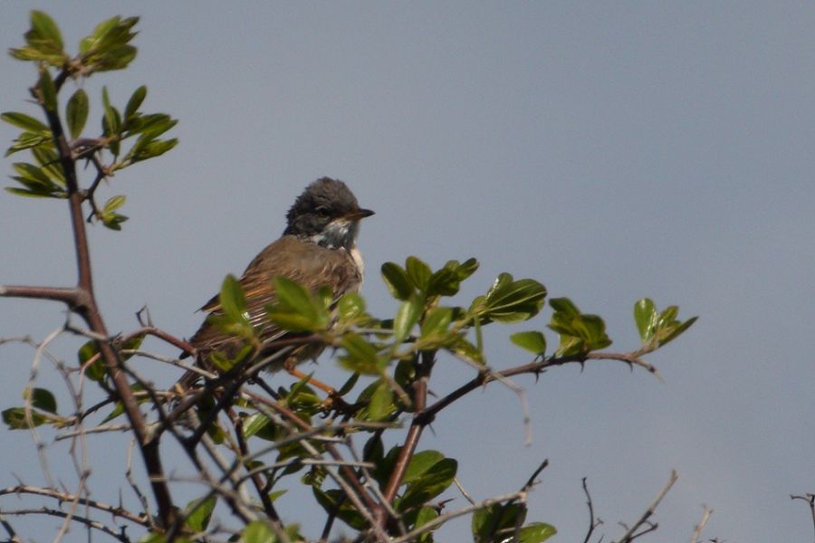 Common Whitethroat
