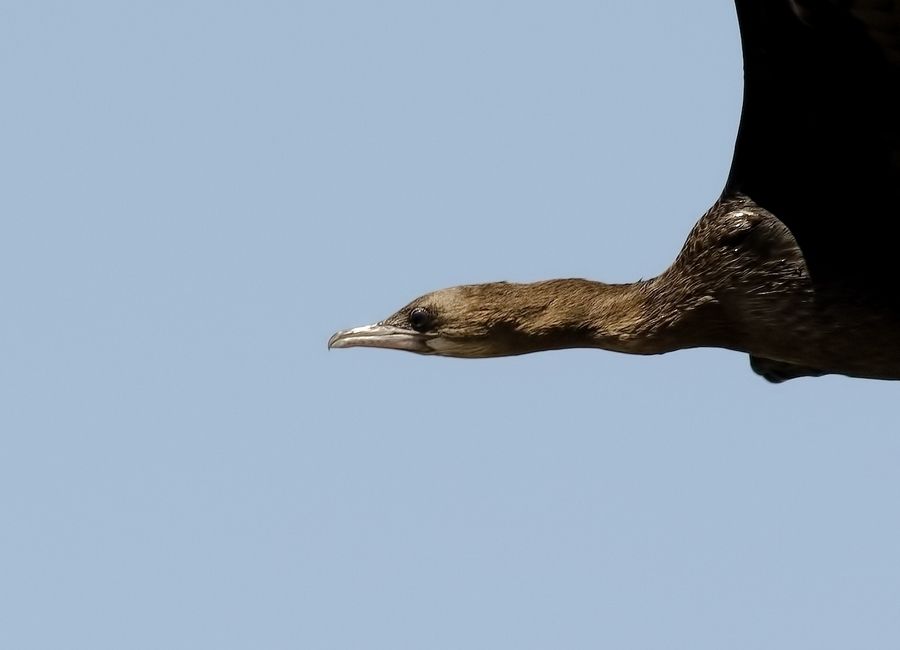 Pygmy Cormorant