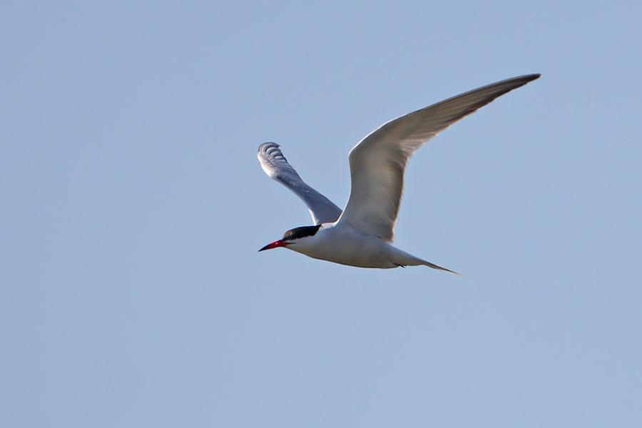 Common Tern