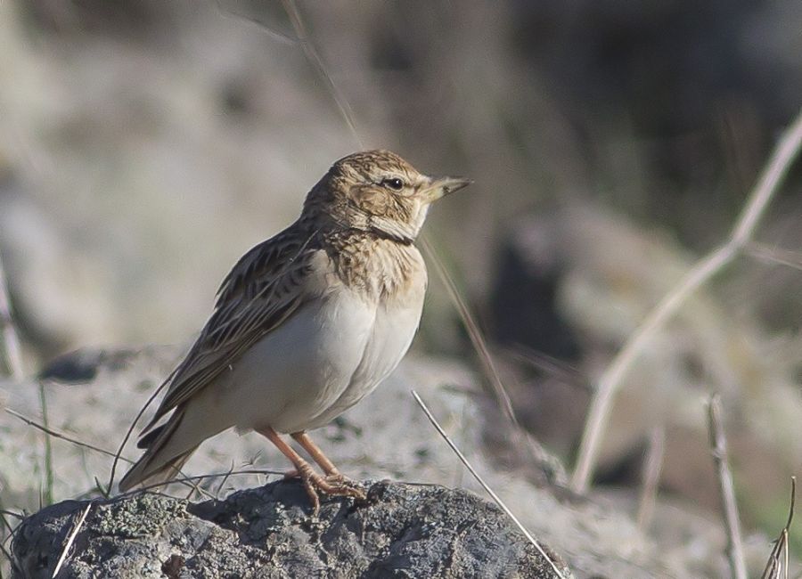 Calandra Lark