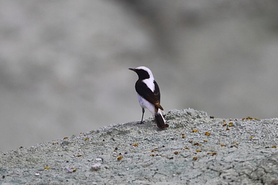 Finsch`s Wheatear