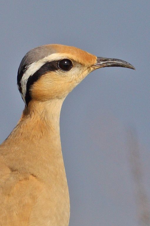 Cream-colored Courser