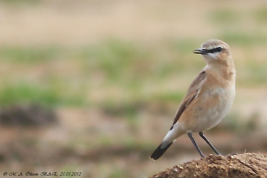 Isabelline Wheatear