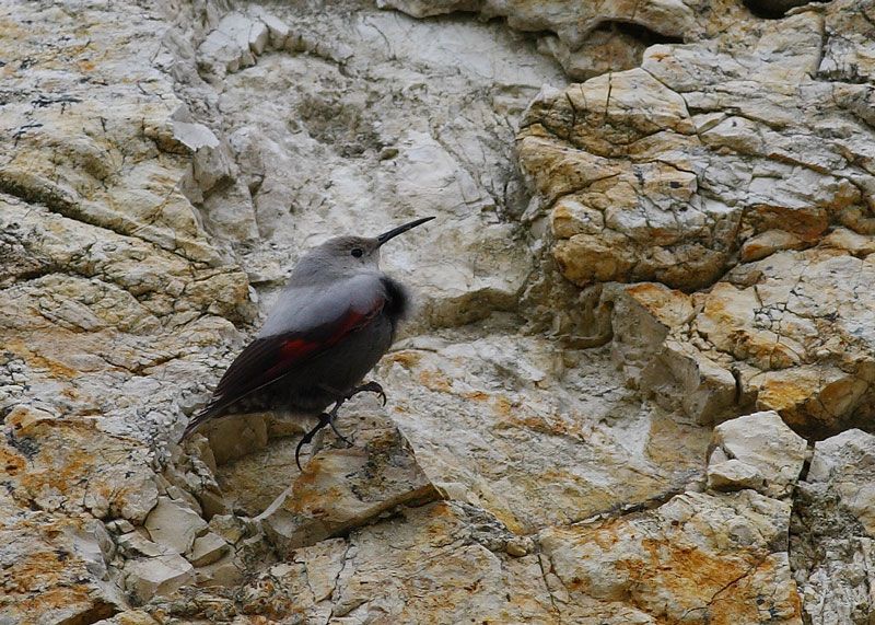 Wallcreeper