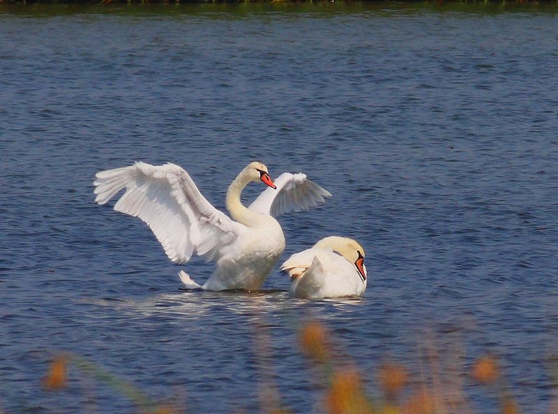 Mute Swan