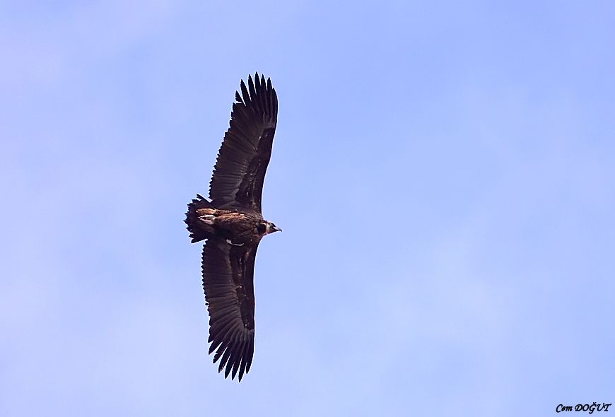 Cinereous Vulture