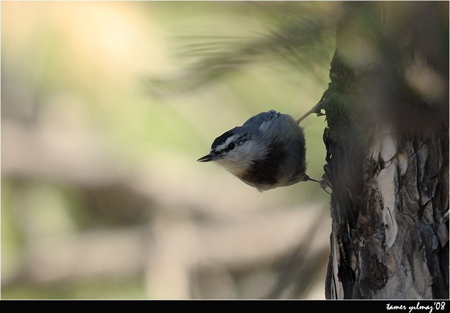 Krüper`s Nuthatch