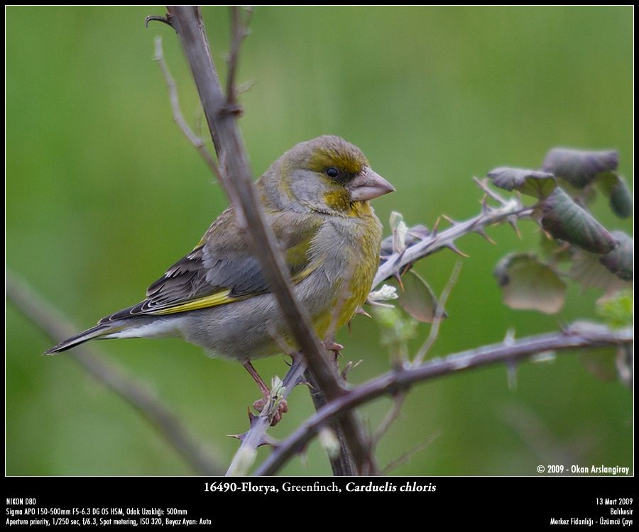 European Greenfinch