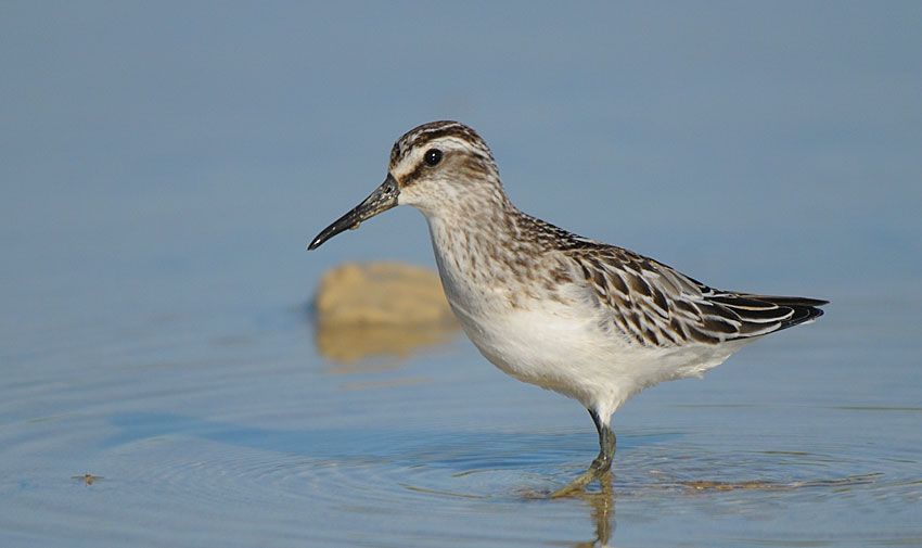 Broad-billed Sandpiper