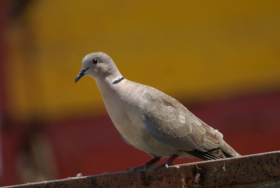 Eurasian Collared Dove