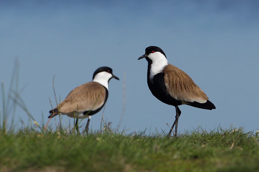 Spur-winged Lapwing