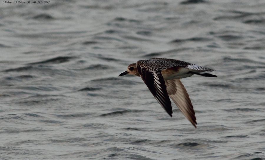 Grey Plover