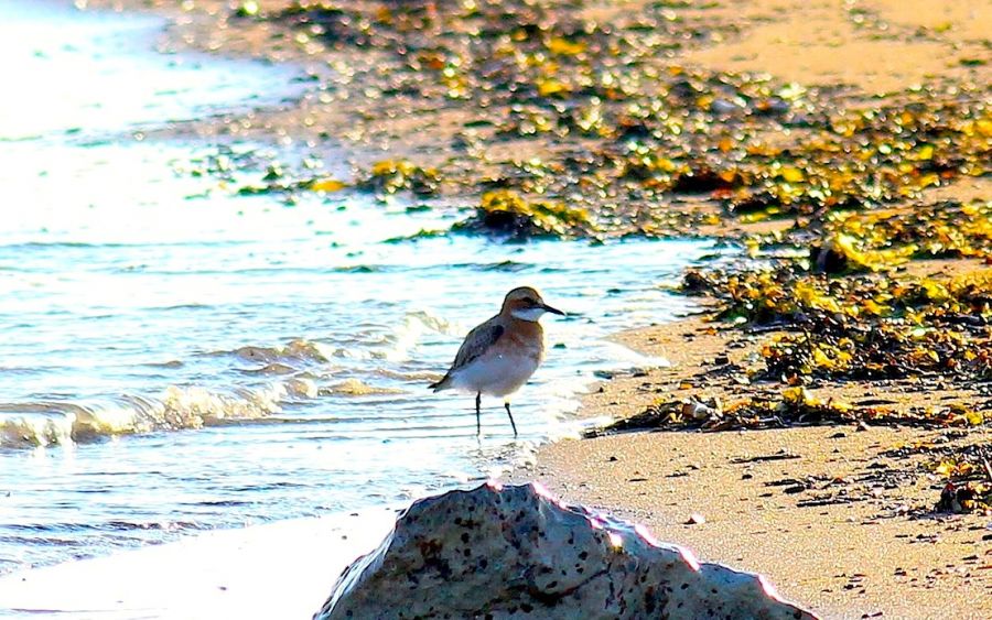 Greater Sand Plover