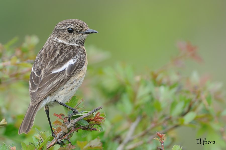 European Stonechat