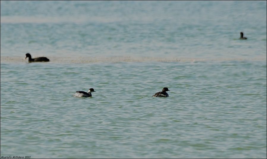 Black-necked Grebe